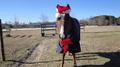 馬バージョン、クリスマスの正装